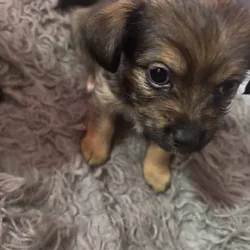 Zeailah a patterdale terrier mix
