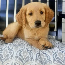 AKC Golden Retriever Puppies