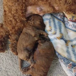 Cavapoo puppies! Ready for you to love!