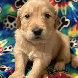 Golden Retriever Puppies