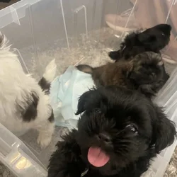 2 Boys Pure Bred Shih Tzus