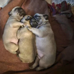 POETTER'S PERFECT PUGS