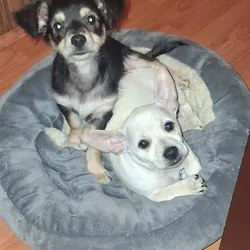 Chihuahua puppies