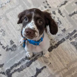 A Springer Spaniel puppy with springs in her paws