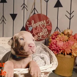 PUREBRED REGISTERED DOBERMAN PUPPY (TEAL COLLAR)