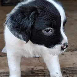 American Bullador Puppies