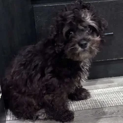 14 week old cockapoo