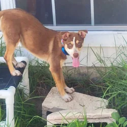 Australian kelpie/Australian shepherd