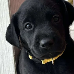 Labrador puppies