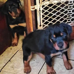 AKC German Rottweiler females
