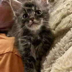 Mainecoons