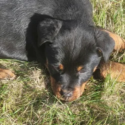 Rottweiler Female