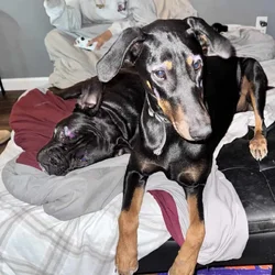 Female Doberman
