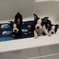 Boston Terrier Puppies