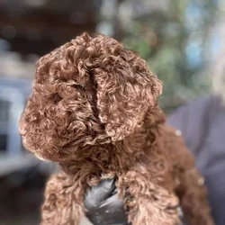 Chocolate labradoodle