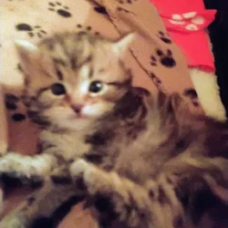 Siberian kittens