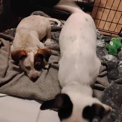 2 male dogs