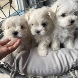 Gorgeous toy Maltipoos