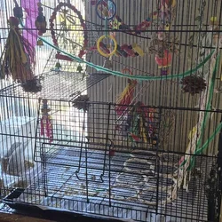 Parakeet and Cage for sale