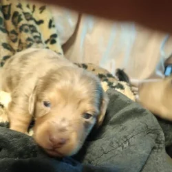 Doxon puppies