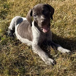 German Shorthair puppies