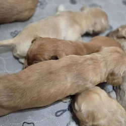 Golden Retriever Puppies! Ready near Thanksgiving