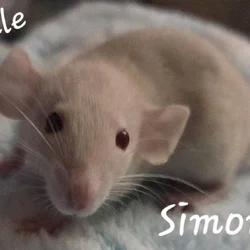 Dumbo Ear Young Rats