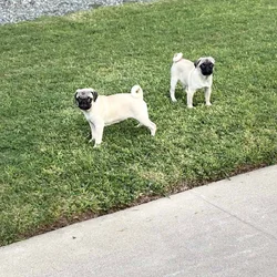 Male Pug pups