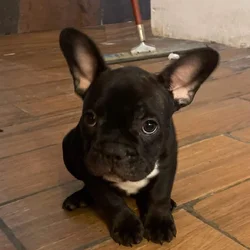 French Bulldogs pups