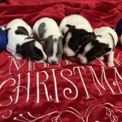 Rat terrier puppies