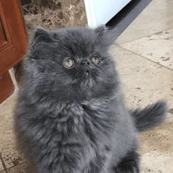Purebred Persian