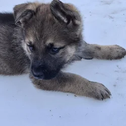 German Shepherd