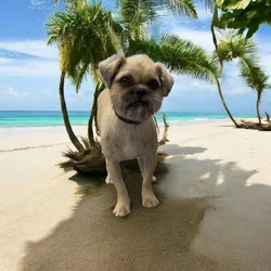 FREE TO A LOVING HOME – Affenpinscher/Shih Tzu Mix