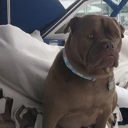 Maya needs a to rehome