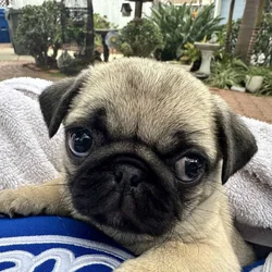3 Pug Puppies