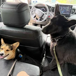 1 year old female German Shepherd
