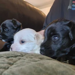 Designer Shorkipoo Puppies