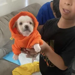3 puppies