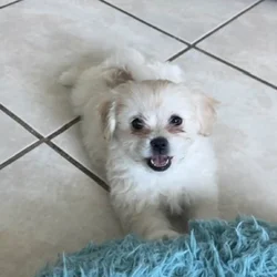 Pomeranian mix puppies