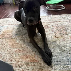 Rehoming dog