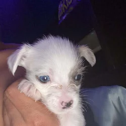 She needs a home bad will be ready to leave 12-23