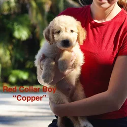 Litter of Bordoodle puppies