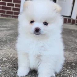 Gorgeous cream/white male pomeranian puppy