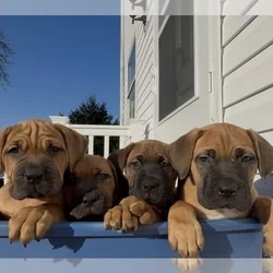 Boerboel–Cane Corso Puppies -- Ready to go!