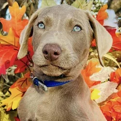 Silver Labrador Puppies, AKC, DNA, microchip, more