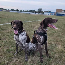 German shorthaired pointer puppies