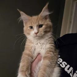 Main Coon Kittens for Sale