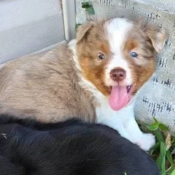 Mini Aussie Puppies