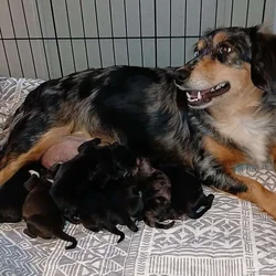 Dachshund / shihzu puppies