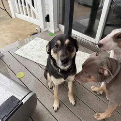 Rehoming mix breed
